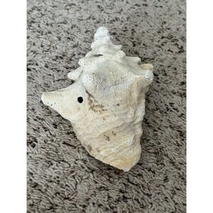 VTG Conch Shell Seashell Beach House Decor Large 8" X 4" Nautical